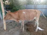 गाय, मवेशी — फ़ोटो 3