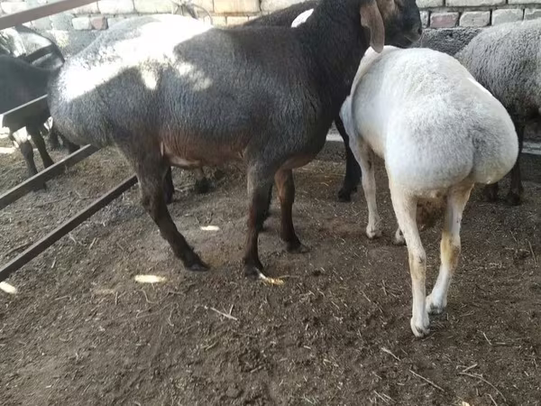 كبش, الأغنام