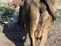 Уй, Алатоонун тукуму — сүрөт 2