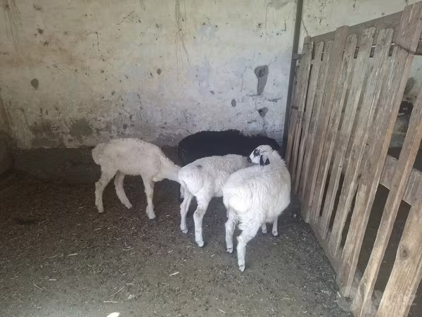 Кой, Койлор