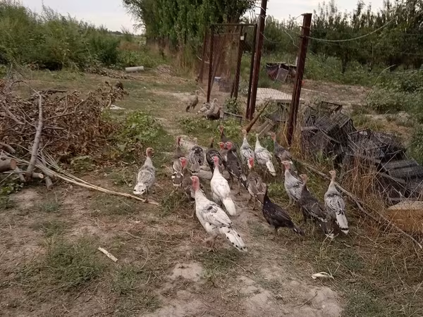Индейкалар