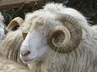 Billy Goat, Goats — photo 3