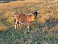 Echki, Alpine goat — 2-rasm