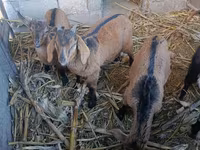 Goat, Goats — photo 3