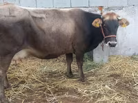 母牛, Cattle — 照片 5