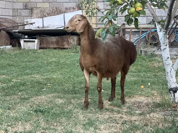 Кочкор, Гиссар койу — Кыргызстан