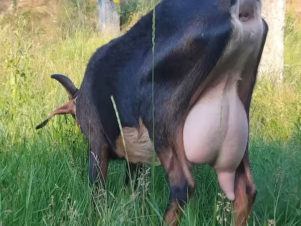 Cabra, Nubian Goat