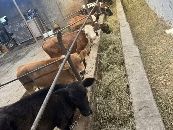 Swiss cattle
