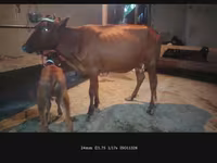 Vaca, Ganado vacuno — foto 4