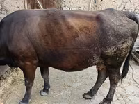 Cow, Cattle — photo 2