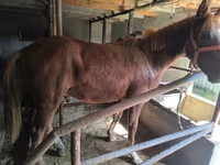 Caballo, Thoroughbred horse — foto 6