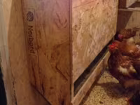 Chickens — Foto 2