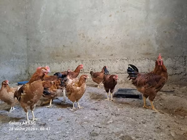 Chickens