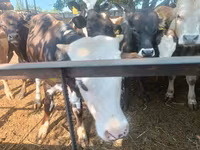 Toro, Ganado vacuno — foto 3