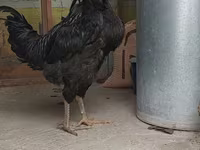 Chickens — Foto 1