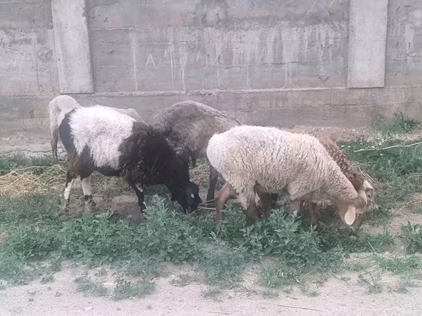 Гиссарская овца