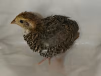 Quails — الصورة 8