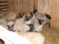 Oveja, Romanov sheep — foto 1