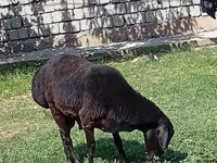 Carnero, Rhon sheep — foto 6