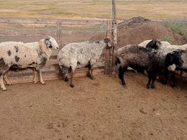 Кочкор, Койлор