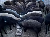 كبش, الأغنام — الصورة 1