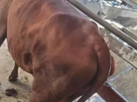 Toro, Ganado vacuno — foto 4