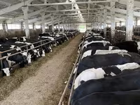 Kuh, Yaroslavl cattle — Foto 4