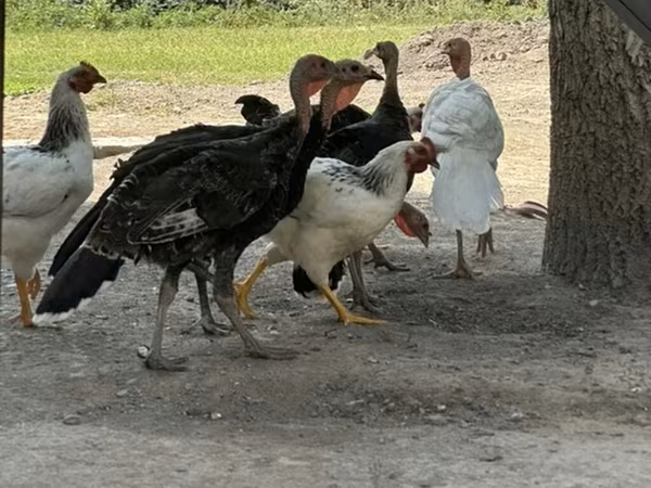 Turkeys — Kirguistán