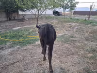 Toro, Raza Alatau — foto 3