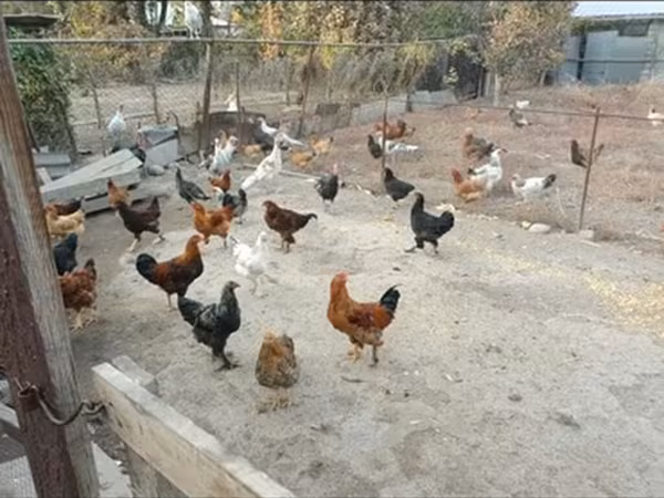 Куры