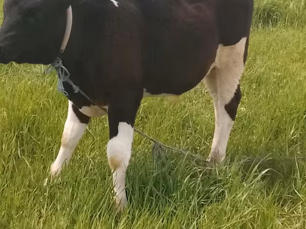Toro, Raza Holstein