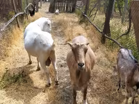 Taka, LaMancha goats — 5-rasm