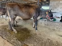 Vaca, Swiss cattle — foto 7