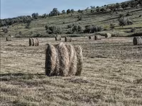 Продам луговую траву — 4-сурет