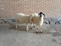 Эчки теке, Козулар — сүрөт 2