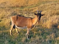 Echki, Alpine goat — 1-rasm