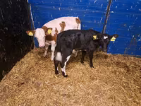 Vaca, Ganado vacuno — foto 3