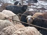 Ram, Hissar sheep — photo 4