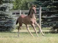 Hengst, Rocky Mountain Horse — Foto 4