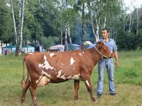 Kuh, Holstein-Rasse — Foto 7