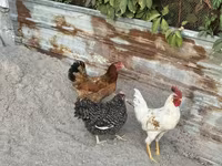 Chickens — 3-rasm