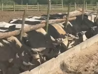 Buqa, Yaroslavl cattle — 3-rasm
