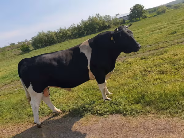 公牛, Holstein breed