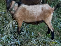 Ziegenbock, Ziegen — Foto 1