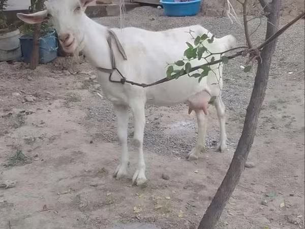 Ziege, Ziegen — Usbekistan