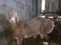 Carnero, Arashan sheep — foto 1
