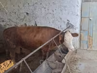 Toro, Simmental cattle — foto 2