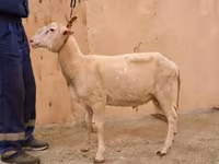 Widder, East Friesian Dairy sheep — Foto 2