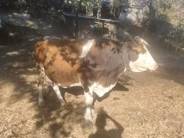 Сиыр, Swiss cattle — Қырғызстан