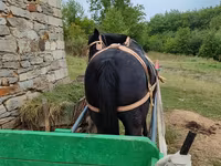 Yegua, Caballos — foto 2